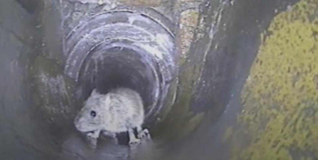 Expert CCTV Drain Inspections for Rat Infestations in Salisbury